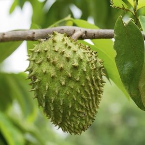 imagem do produto Graviola