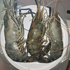 imagem do produto Camarão  cru