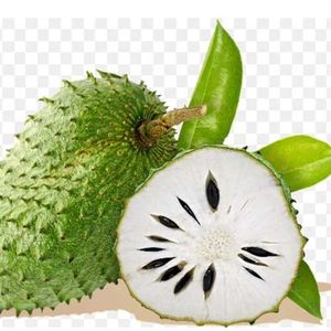 imagem do produto •GRAVIOLA