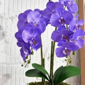 imagem do produto Orquídea 