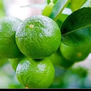 imagem do produto Suco de Limão