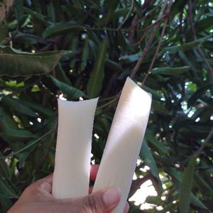 imagem do produto Cupuaçu 