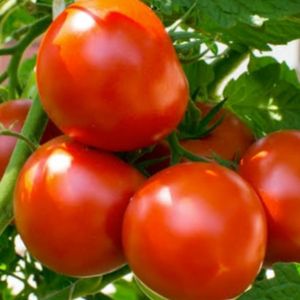 imagem do produto Tomate