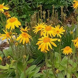 imagem do produto 100gr de Chá de Arnica