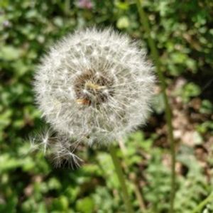 imagem do produto 100gr de Chá de Dente de Leão 