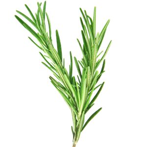 imagem do produto 100gr de Alecrim