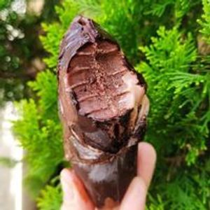 imagem do produto Gelinho - Gourmet Chocolatudo