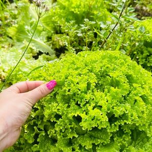 imagem do produto Alface Crespo R$ 3,99 