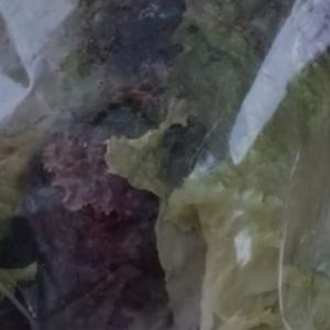 imagem do produto Alface Crespa 