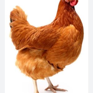 imagem do produto Frango 