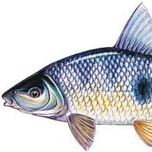 imagem do produto Piau