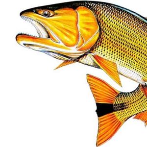 imagem do produto Dourado