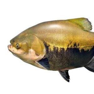 imagem do produto Tambaqui