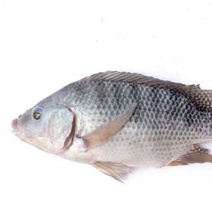 imagem do produto Tilápia 