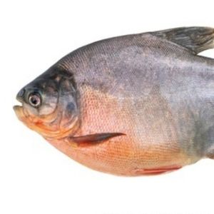 imagem do produto Pacu