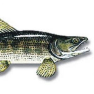 imagem do produto Traíra 