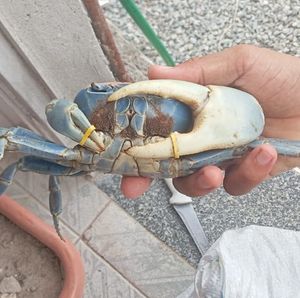 imagem do produto 6 Guaiamuns G