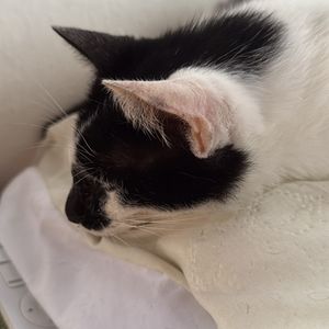 imagem do produto Marguerita