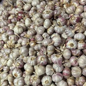 imagem do produto Alho 