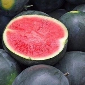 imagem do produto Melancia média 
