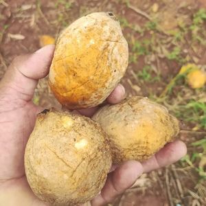 imagem do produto Marmita de frango grelhado 