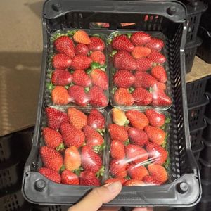 imagem do produto Morango Caixa - 4 Bandejas 