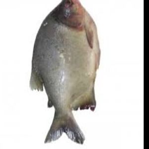 imagem do produto Kg do Pacu