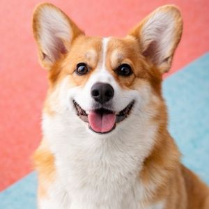 imagem do produto Corgi