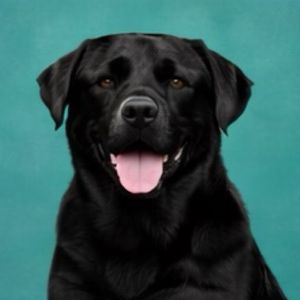 imagem do produto X - Labrador 