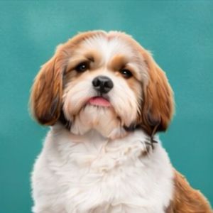 imagem do produto X - Shih-tzu