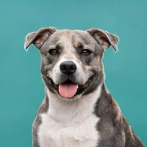 imagem do produto X - American Bully