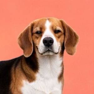 imagem do produto X - Beagle