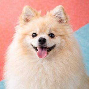 imagem do produto Sptiz alemão