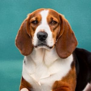 imagem do produto Hot - Bassê