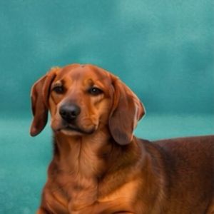 imagem do produto Hot - Cofap