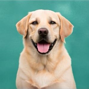 imagem do produto X - Golden retriver