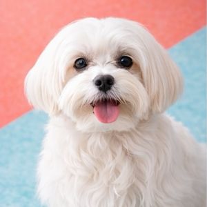 imagem do produto Maltês