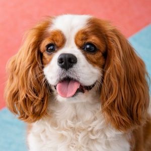 imagem do produto Cavalier