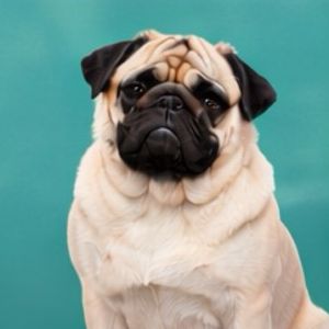 imagem do produto X - Pug