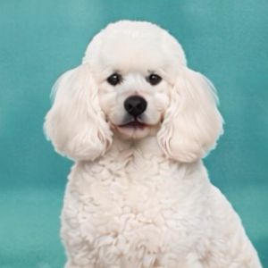 imagem do produto X - Poodle