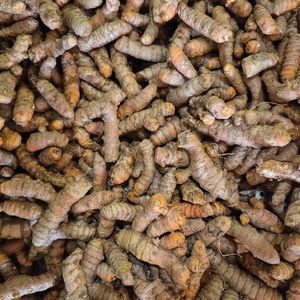 imagem do produto Açafrão em raiz