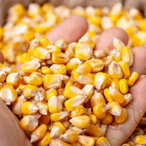 imagem do produto MILHO EM GRÃO