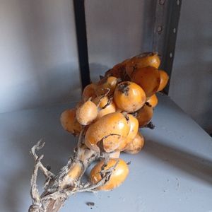 imagem do produto Bananinha do mato 