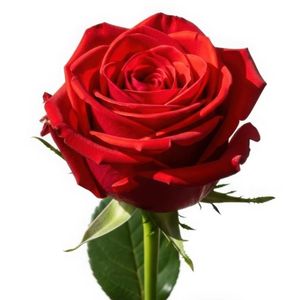 imagem do produto Rosa vermelha ( unidade) 
