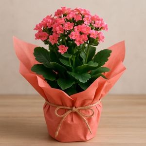 imagem do produto Flor kalanchoe ( colocamos a cor combinando com a cesta) 