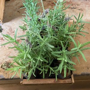 imagem do produto Cx lavanda muda c/15