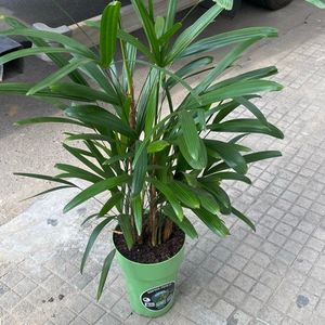 imagem do produto Palmeira raphis pote 17