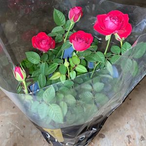 imagem do produto Mini rosa pt15