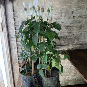 imagem do produto Roseira muda c/10