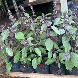 imagem do produto Cx mangericao roxo c/15 